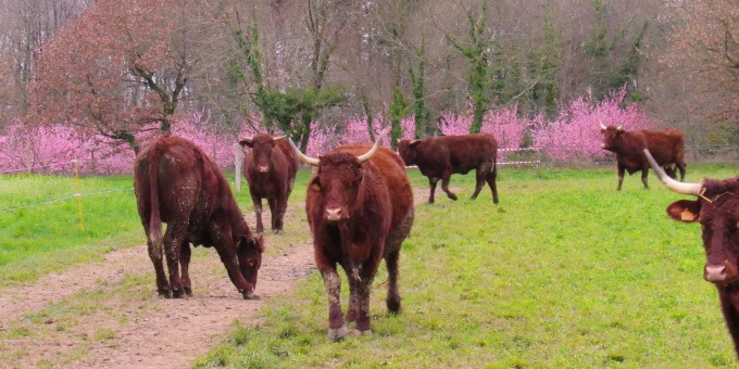 
                  La Ferme de la Salers