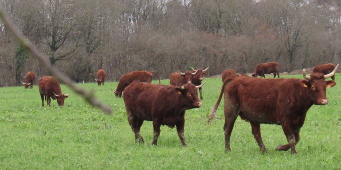 
                  La Ferme de la Salers